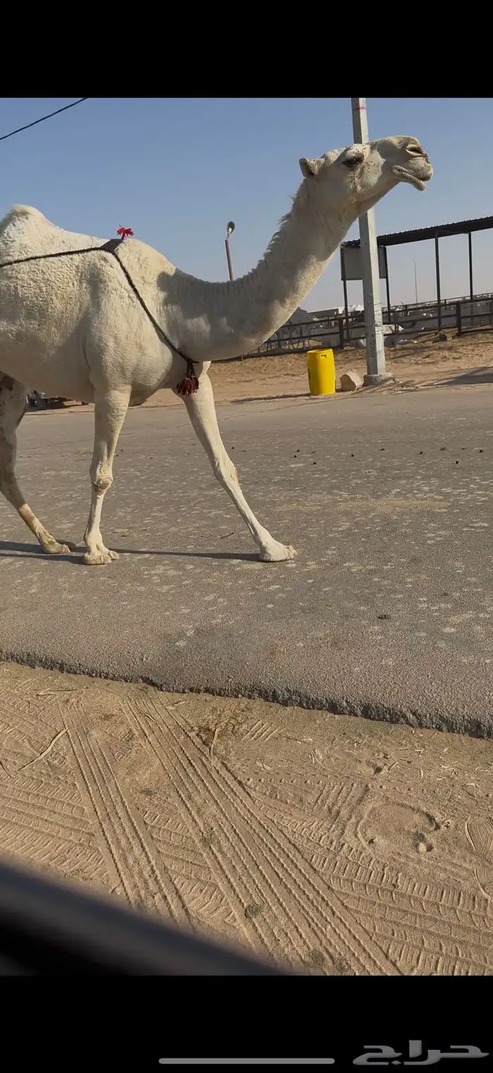 خلفه كفو حدرها بكره 5