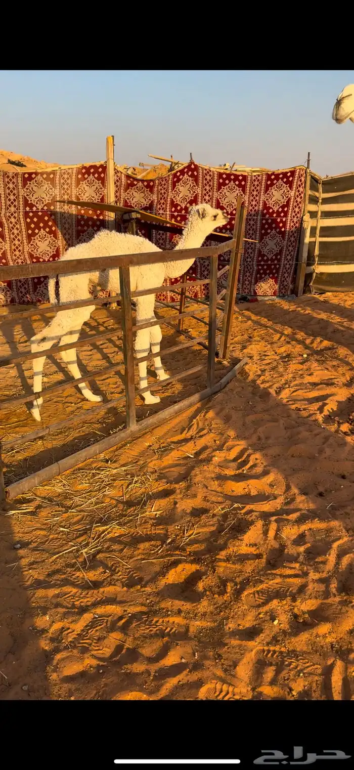 خلفه وضحى ام ثاني 3