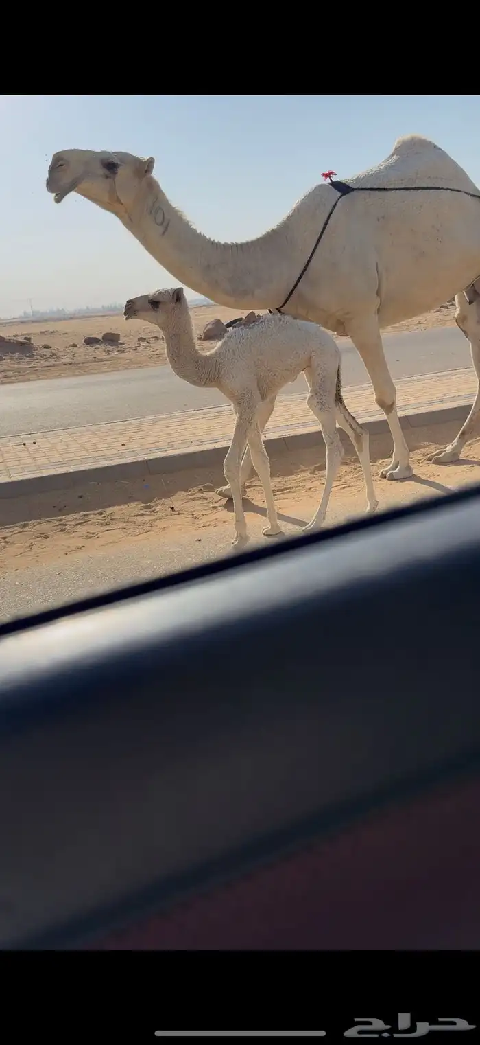 خلفه كفو حدرها بكره 7