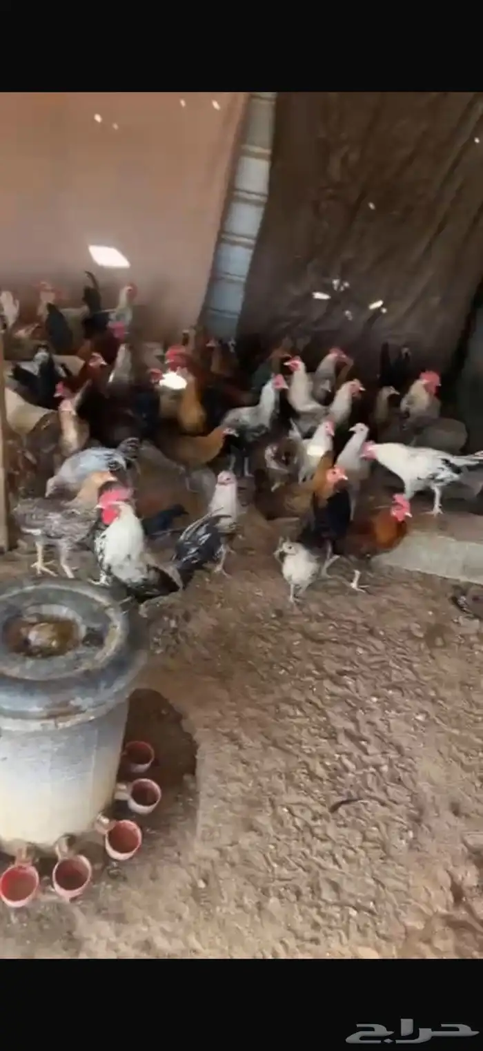 دجاج بياض وديوك للبيع 2