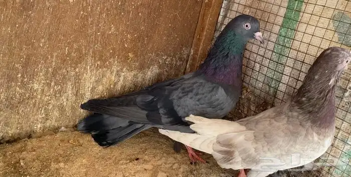 حمام قطايف 2