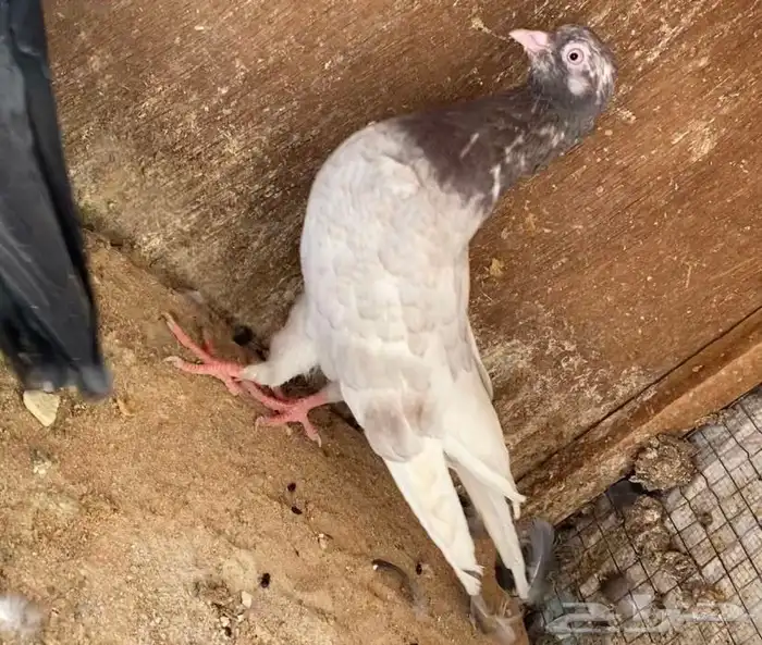 حمام قطايف 3