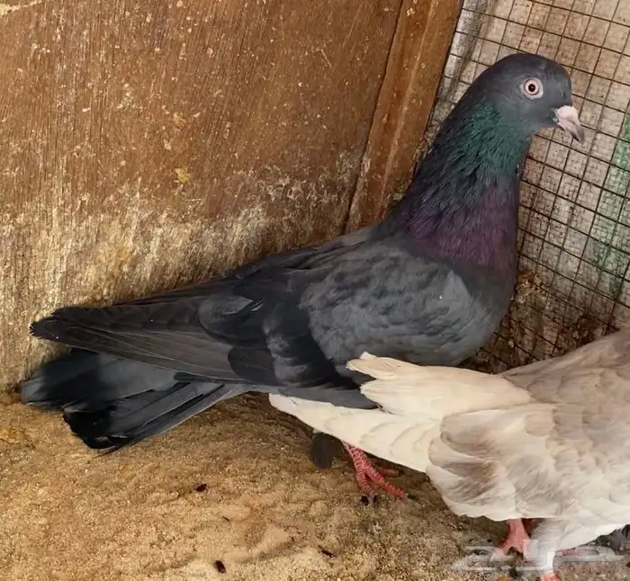 حمام قطايف 0