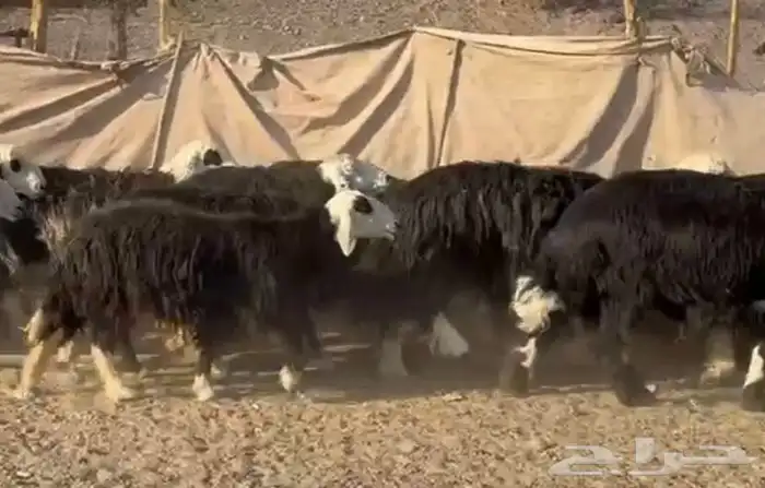 النجد المراح الفاخر 4