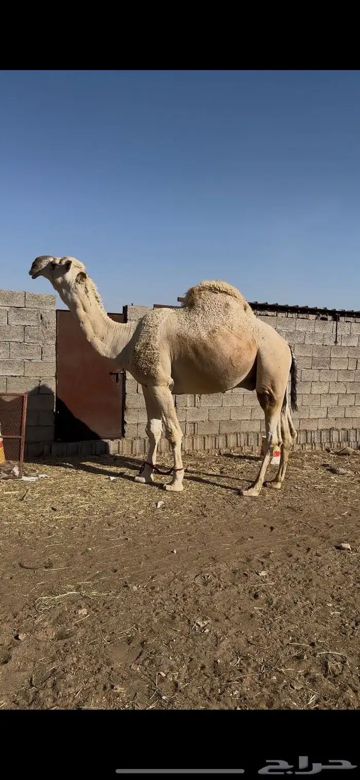بعير للبيع 3