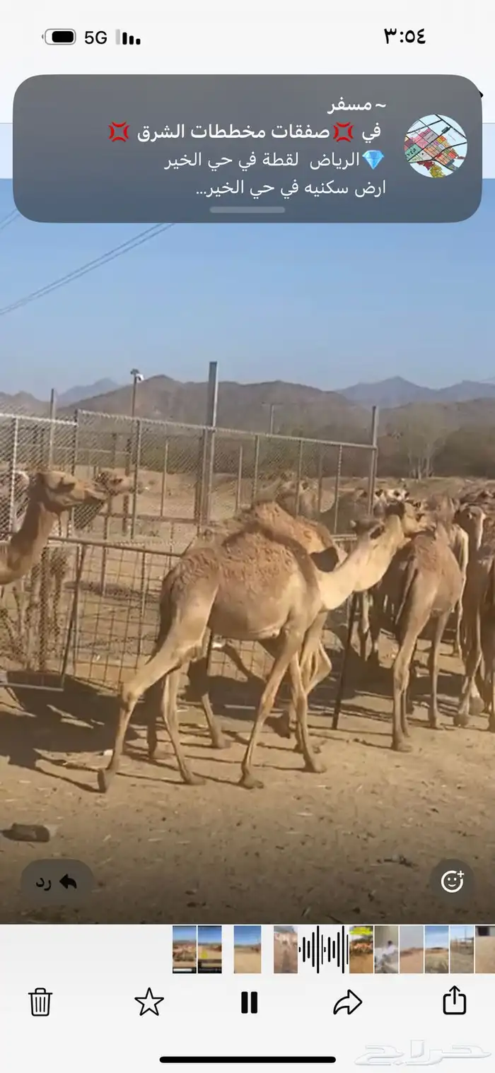 حشوان مستورد من الصومال له شهر تربيه 0