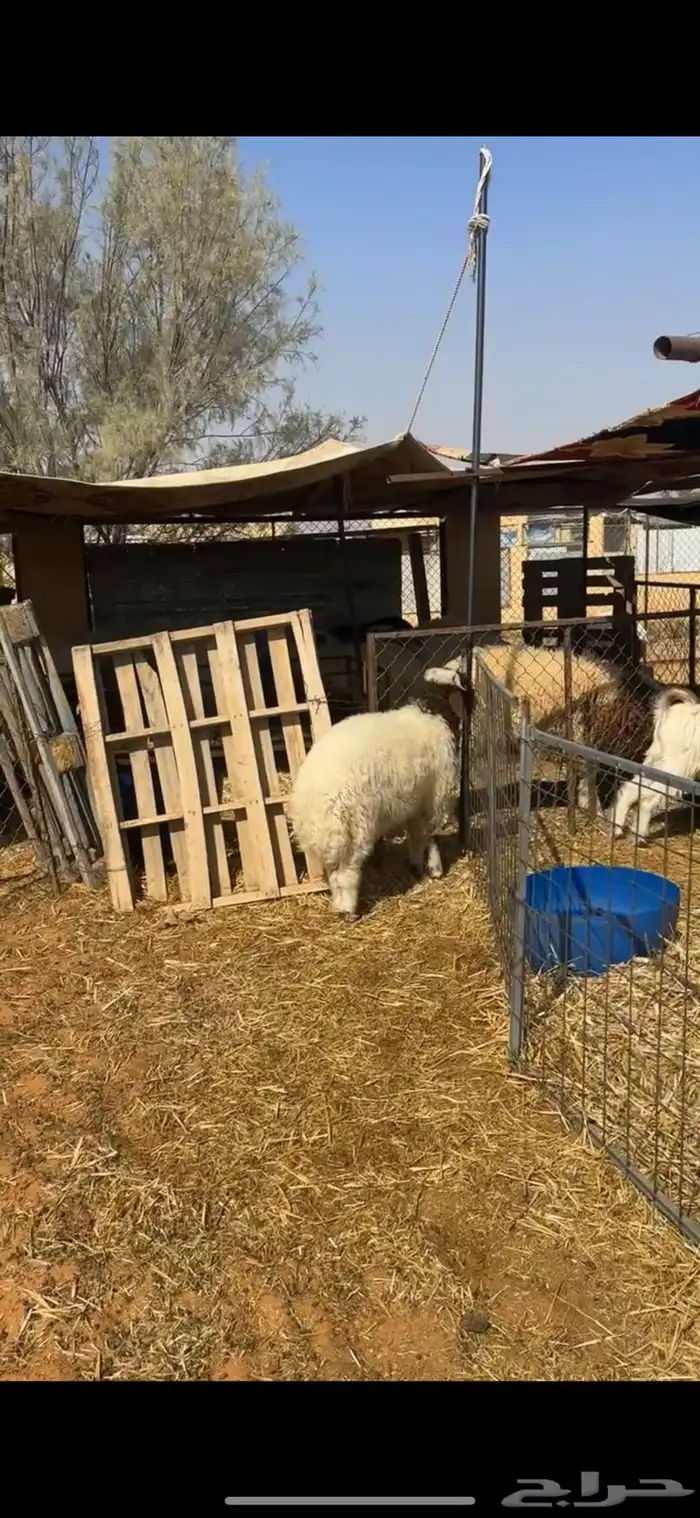 هرفي 3 شهور 4