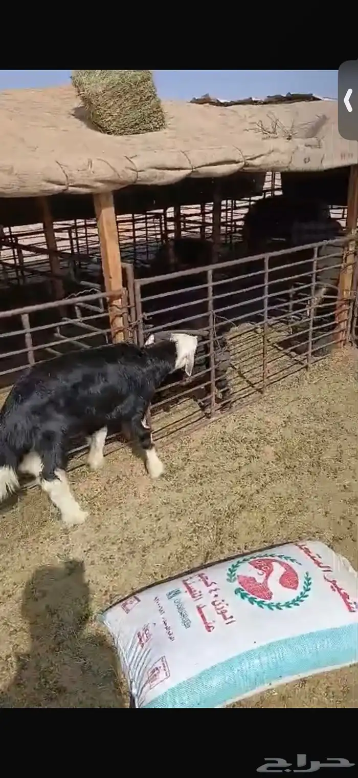 للبيع خروف ورخل السود عمار اربع اشهر ونص ورخلتين بيض عمار 6 3