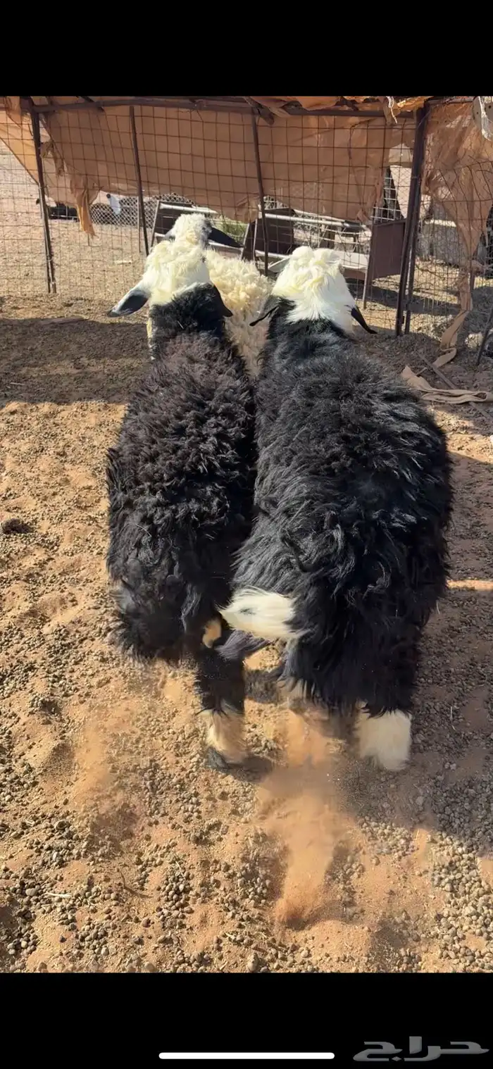 خرفان كايفه شحم 1