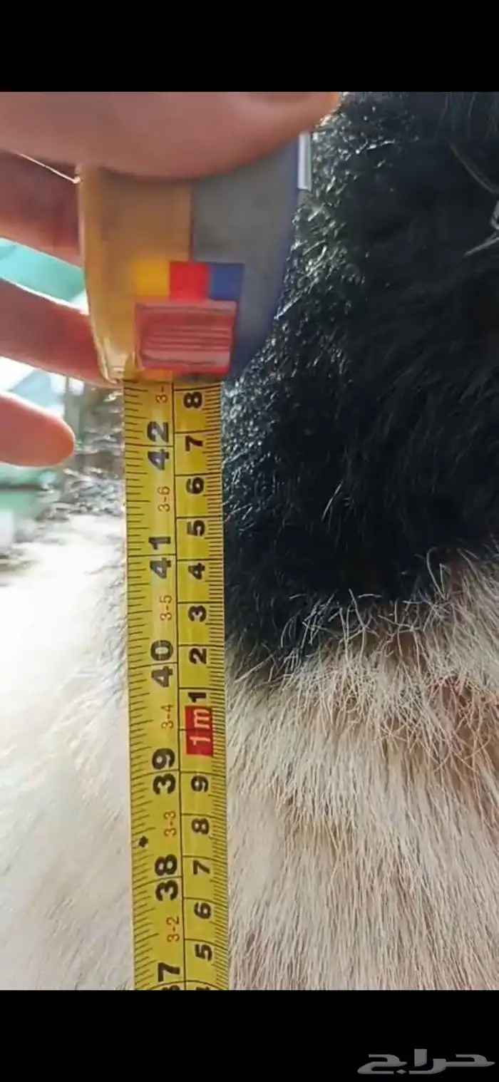 فحل هولندي مطور صنف مشروط و حارر و منتج و رباع 5