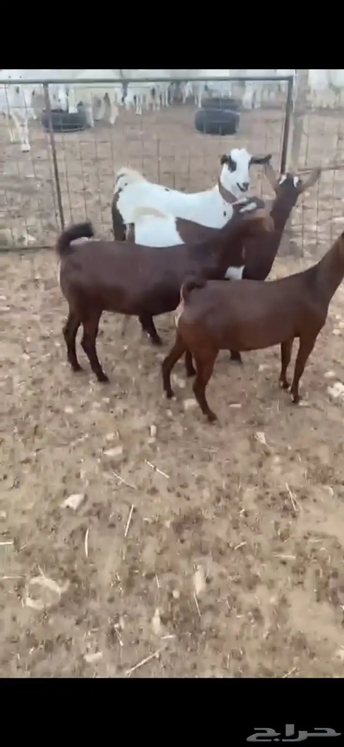 جفار جنوبيات 0