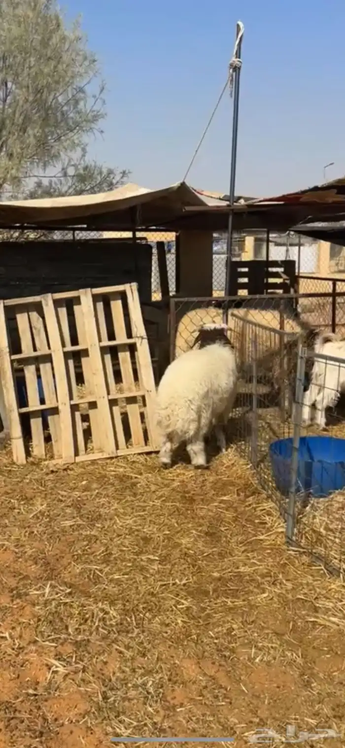 هرفي 3 شهور 0