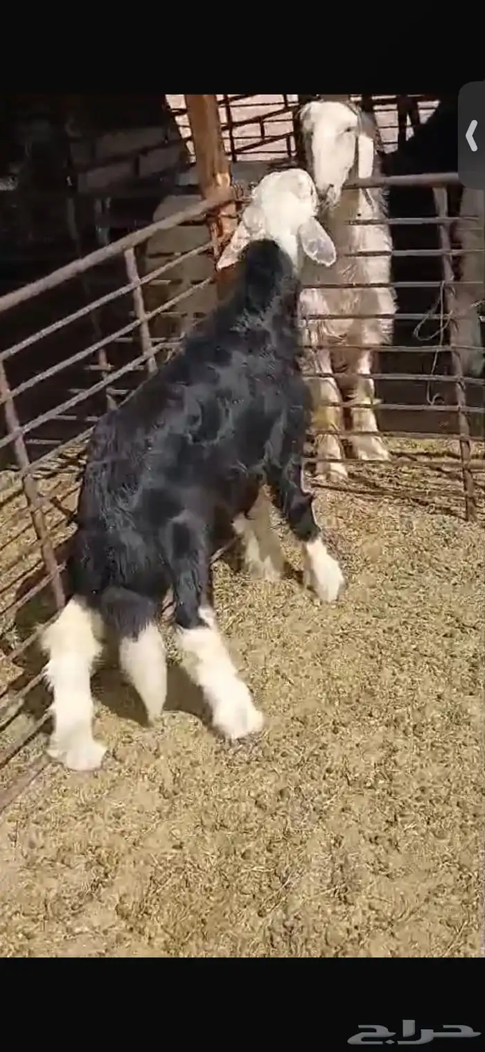 للبيع خروف ورخل السود عمار اربع اشهر ونص ورخلتين بيض عمار 6 5