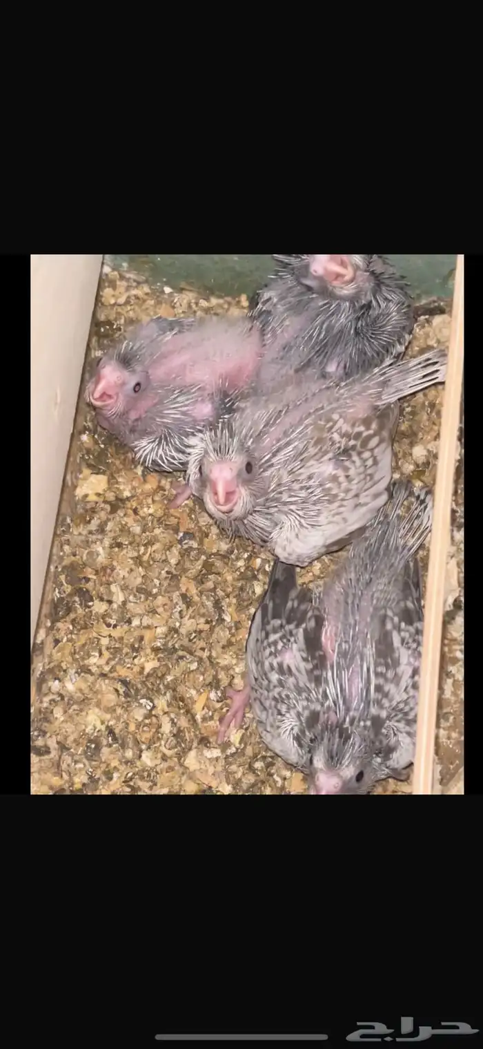 فروخ كروان 0