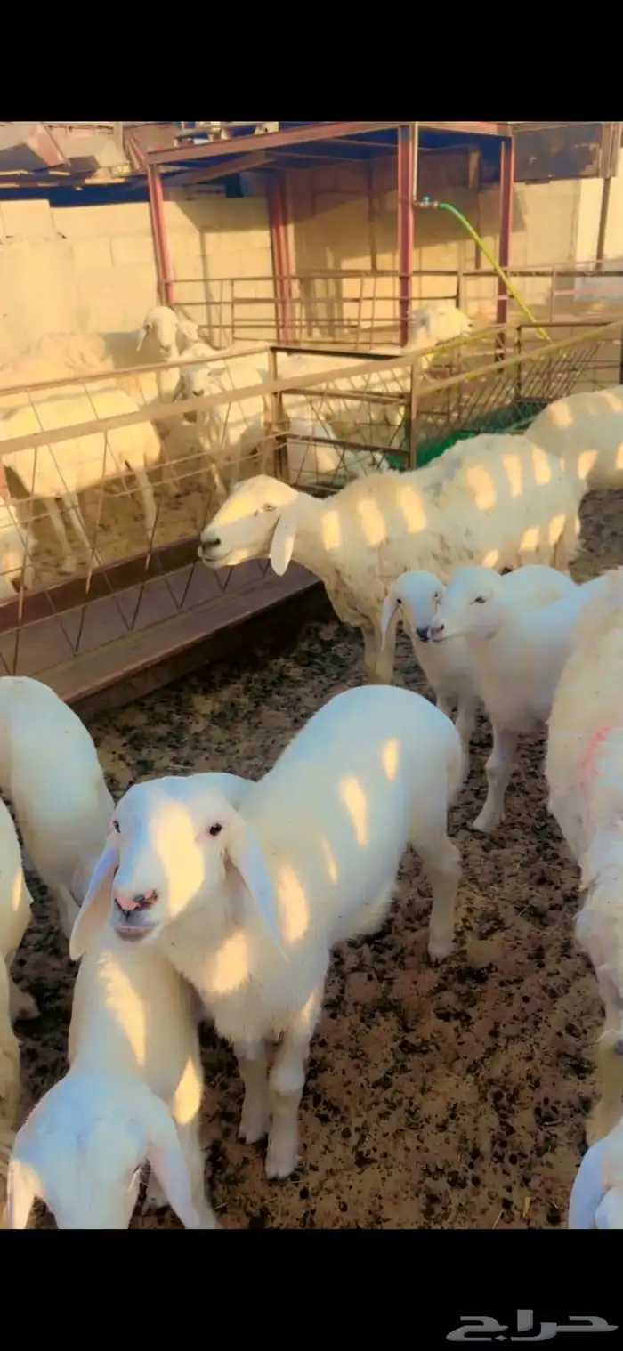 حرايات رغايث العدد 23 3