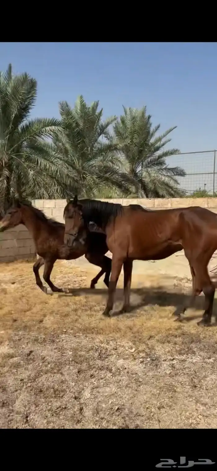 فرس شعبية مع مهرة 2