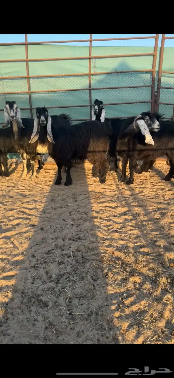 معزا عوارض دفيع شرط سونار 0