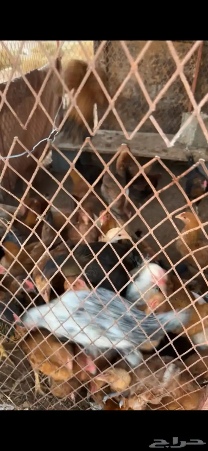 صيصان كبير وصغير للبيع 3