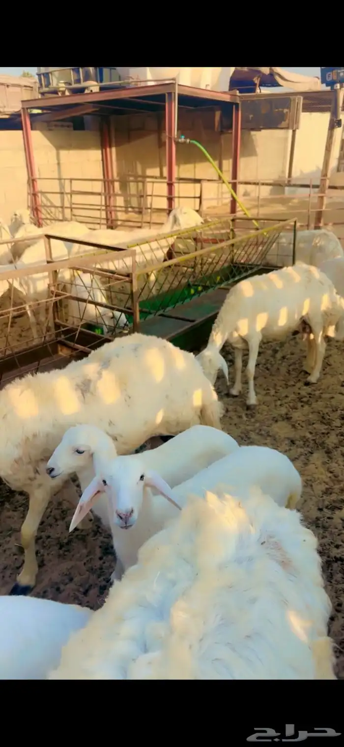 حرايات رغايث العدد 23 4