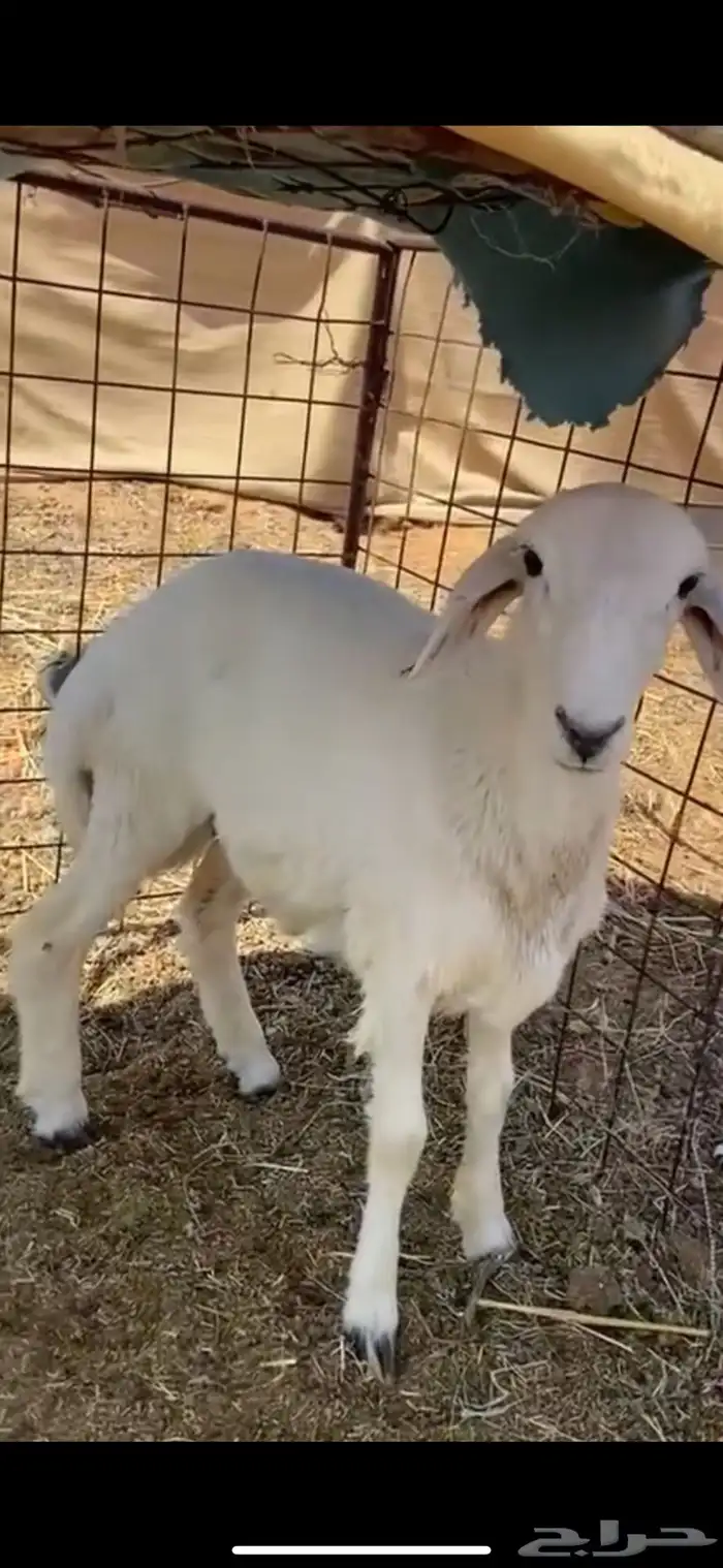 للبيع حري العمر ثلاث شهور و السعي على المشتري 0