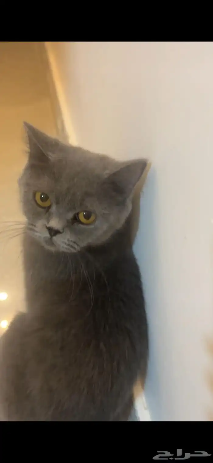 قطة سكوتش ستريت 2