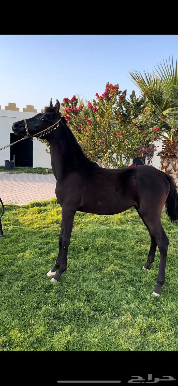 مهره شعبيه سوداء من فواخر الشعبيات 0