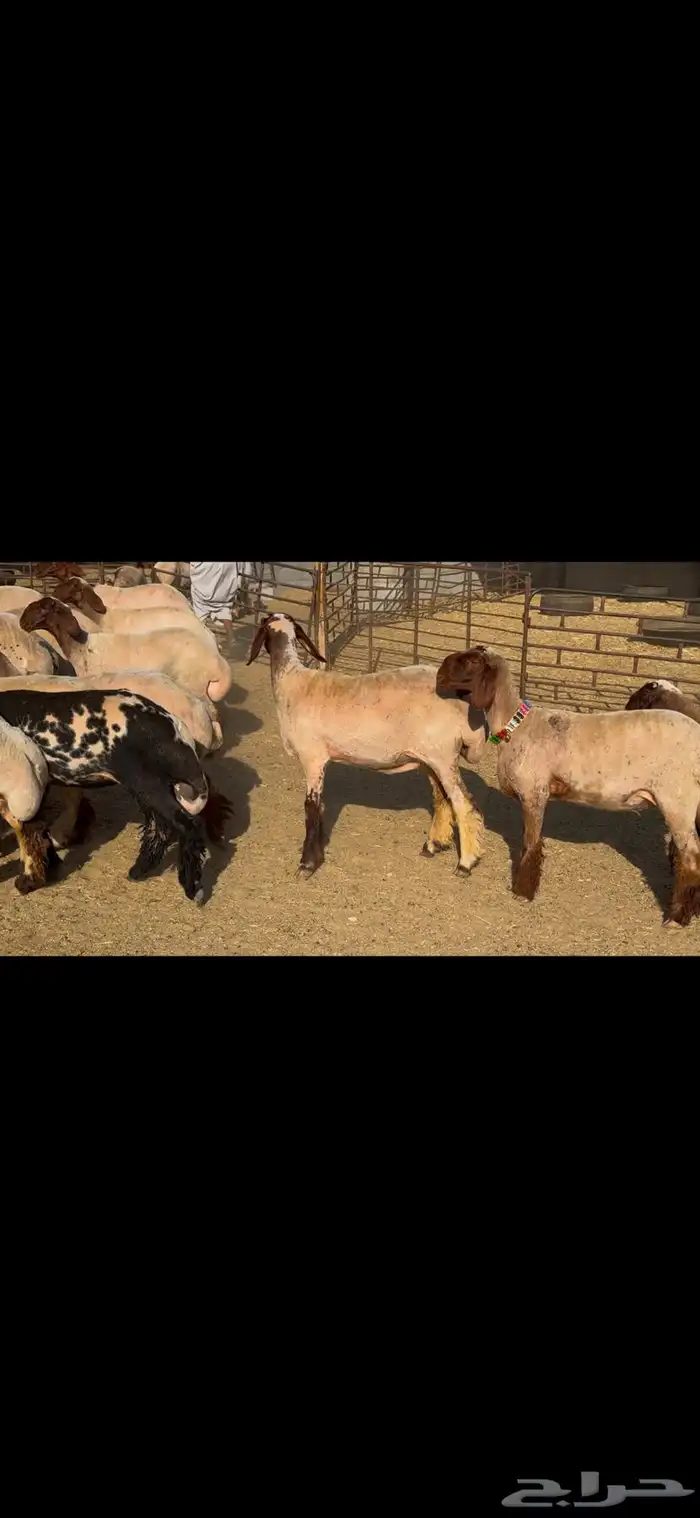 للبيع جذعات فاخره العدد 31 بالفحل 1