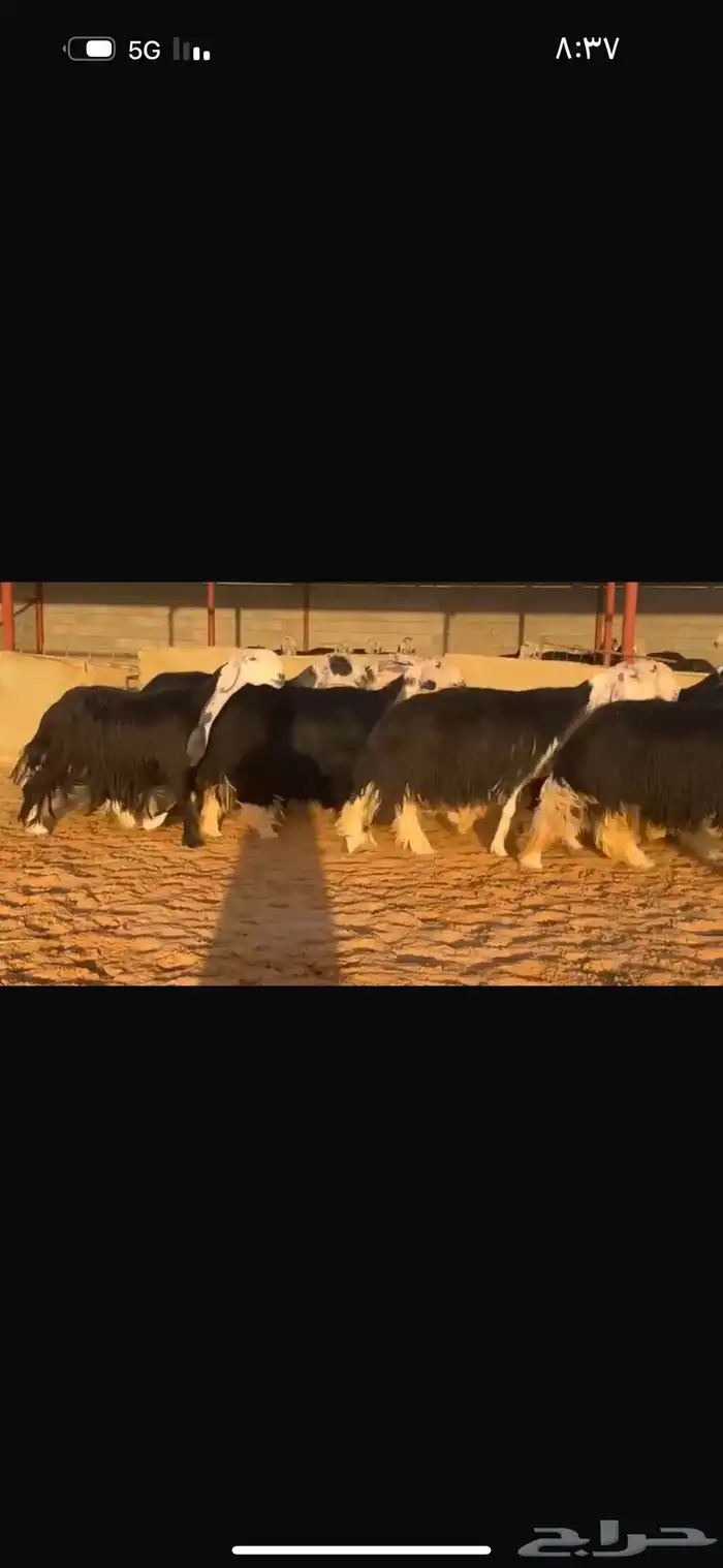 عرض نجد فأواخر 2