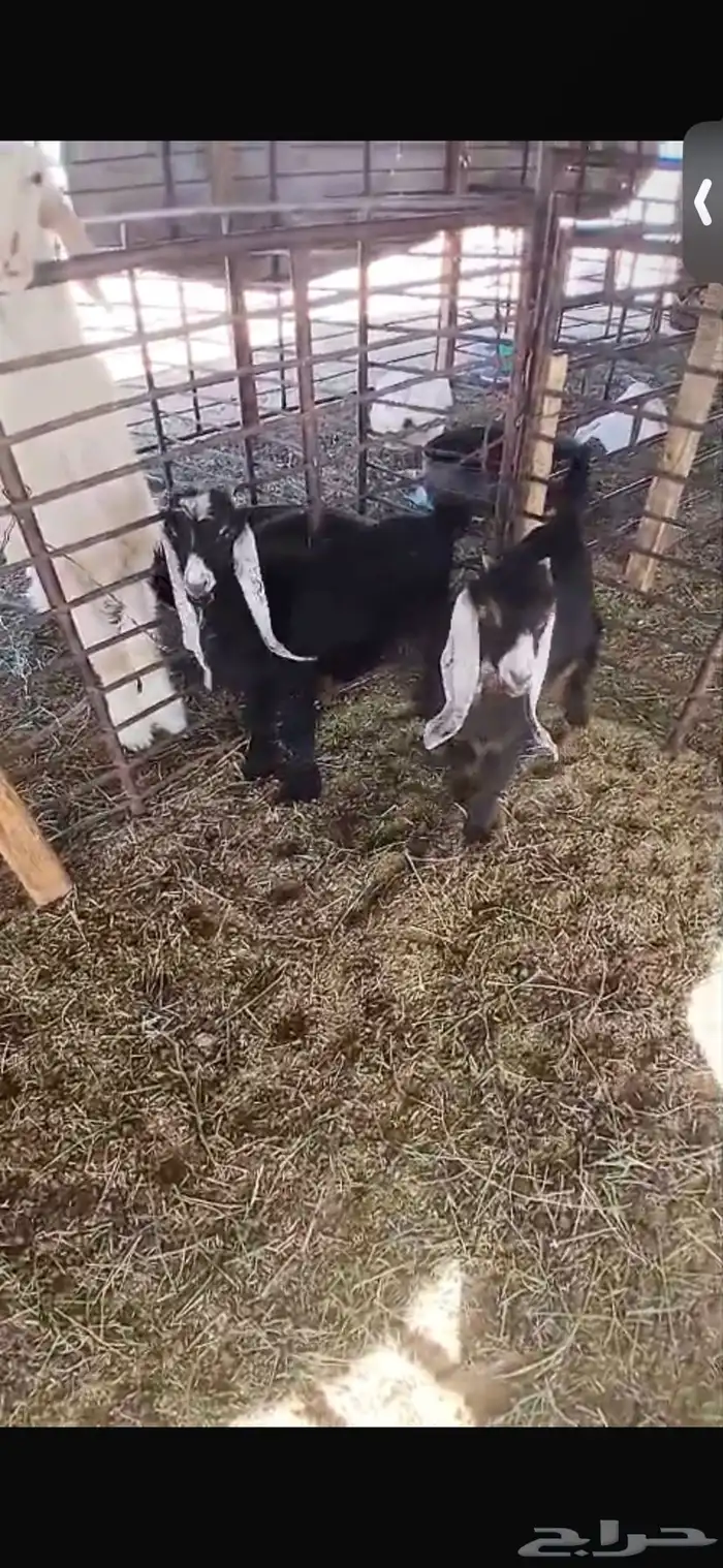 للبيع خروف ورخل السود عمار اربع اشهر ونص ورخلتين بيض عمار 6 25