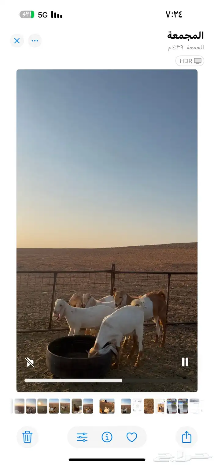 للبيع معزا مشاريك طيبه شبب وتيوس طيبه وجفار 7