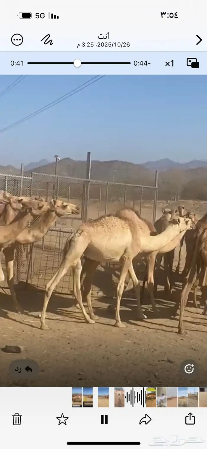 حشوان مستورد من الصومال له شهر تربيه 3