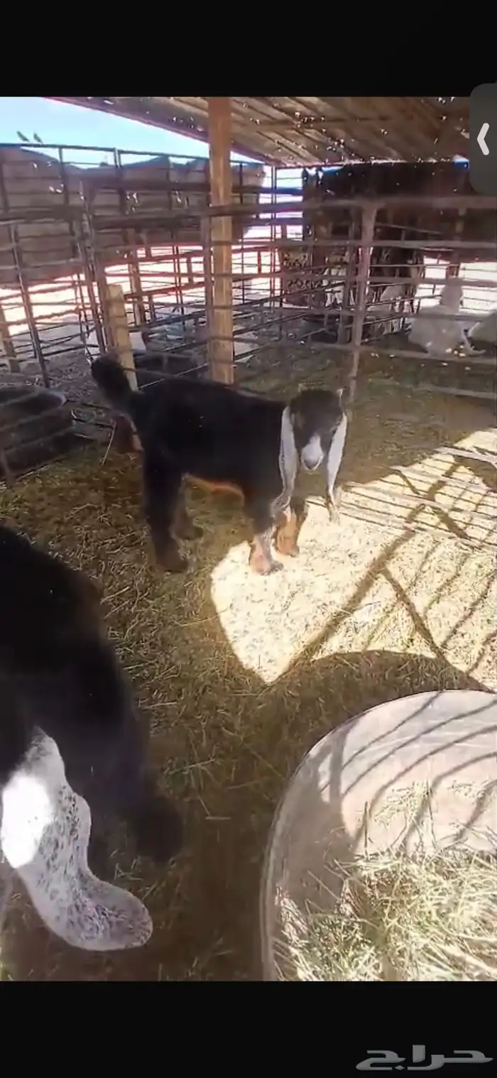 للبيع خروف ورخل السود عمار اربع اشهر ونص ورخلتين بيض عمار 6 22