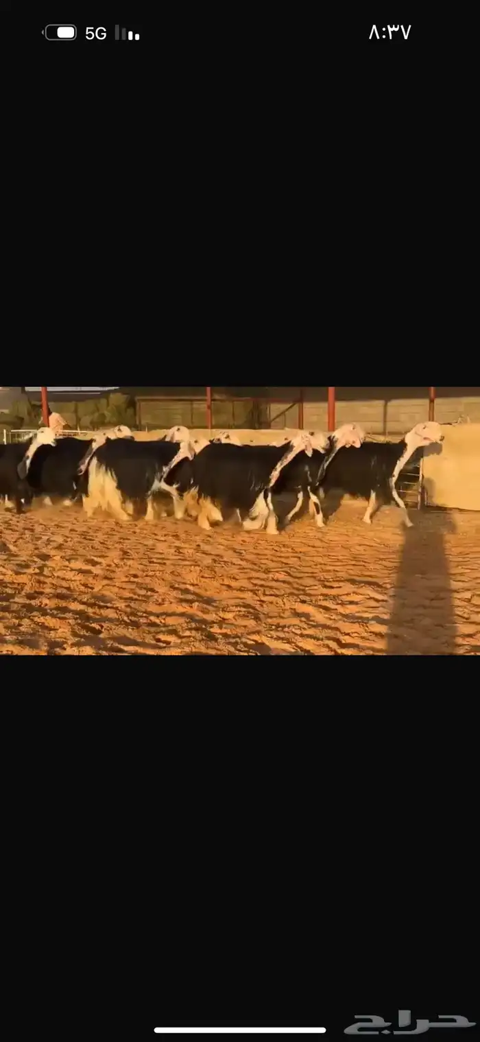 عرض نجد فأواخر 0