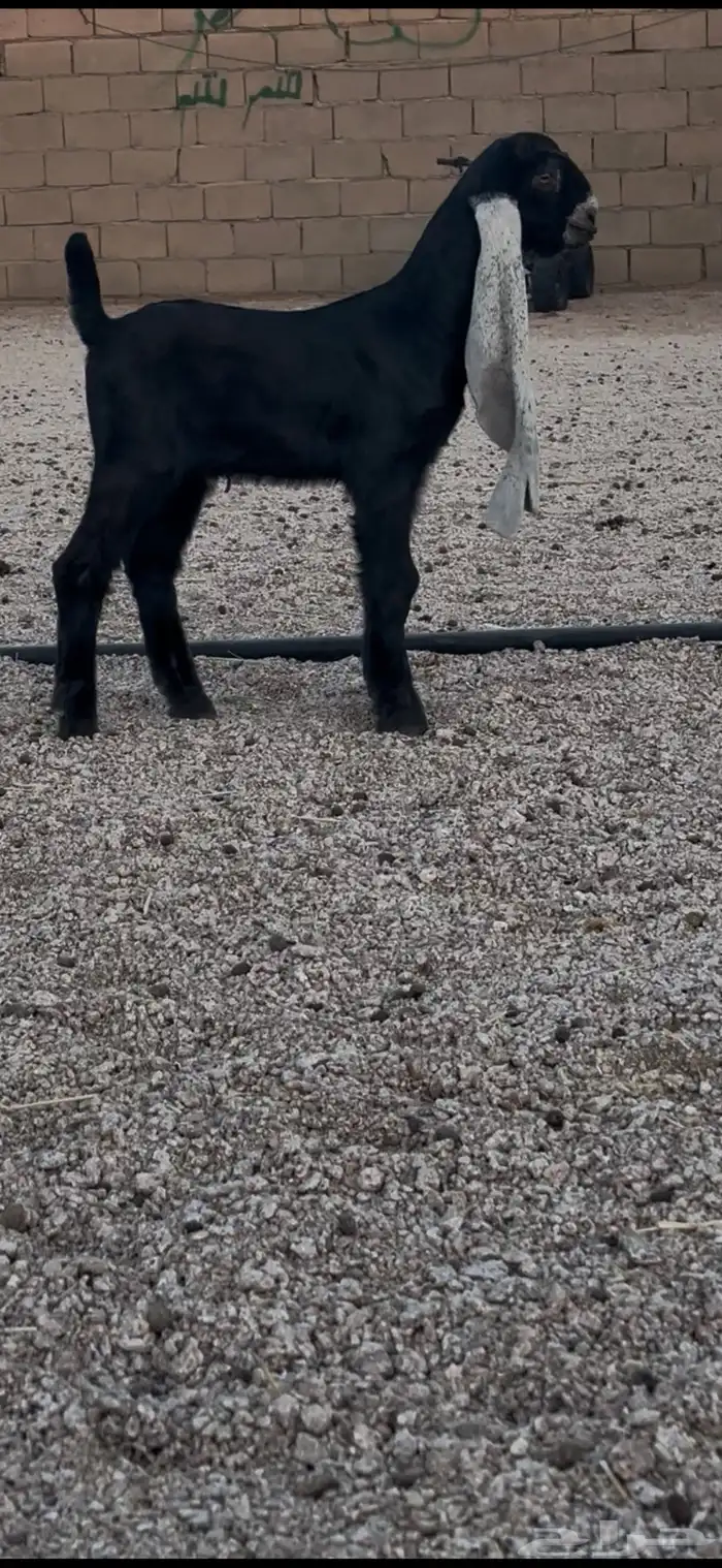 داغور مشروك مستقبل فحل 5