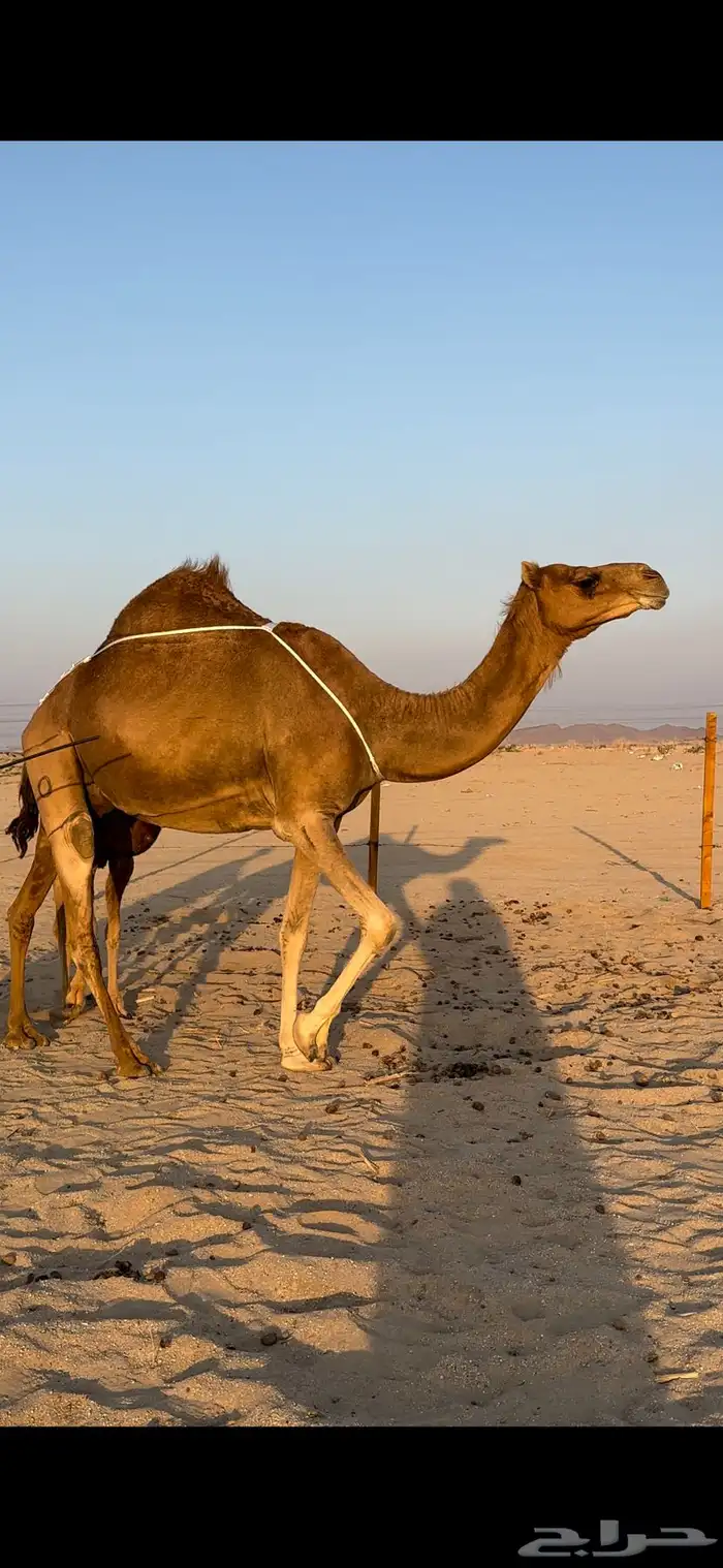خلفه ساحليه منيحه تعبي طاستين 4