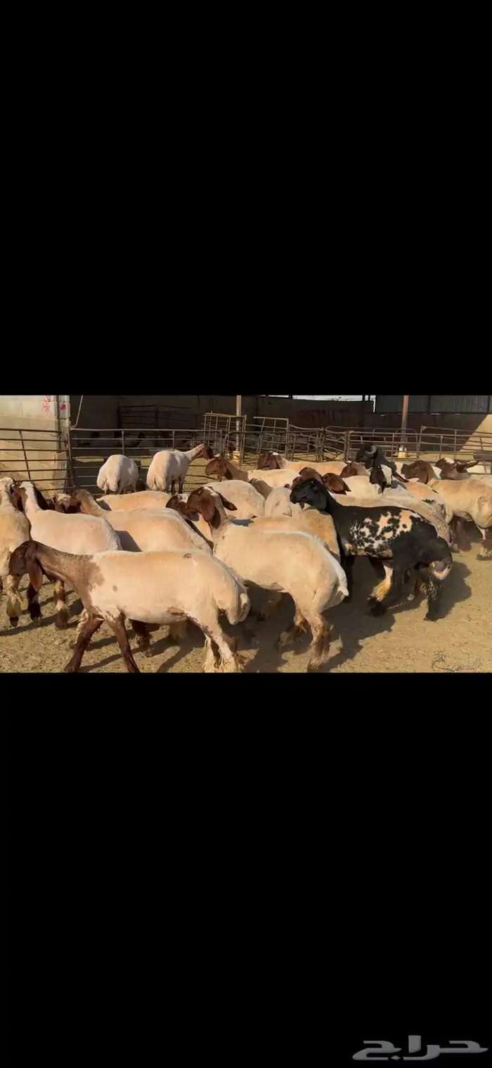 للبيع جذعات فاخره العدد 31 بالفحل 11