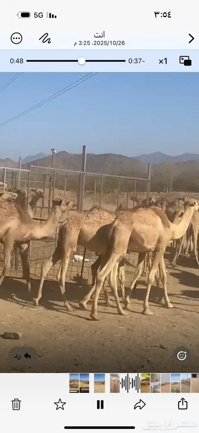حشوان مستورد من الصومال له شهر تربيه 1