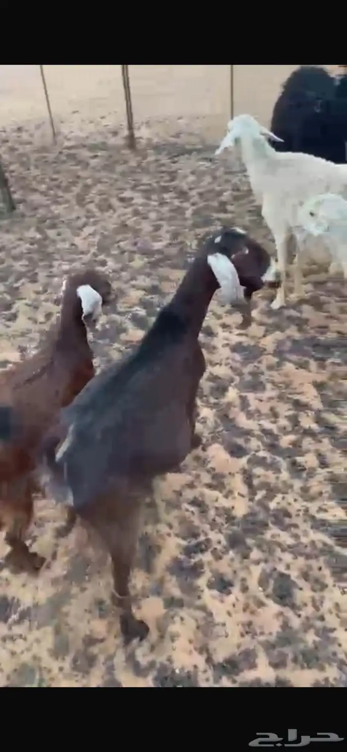 نعجتين وعنز للبيع 2