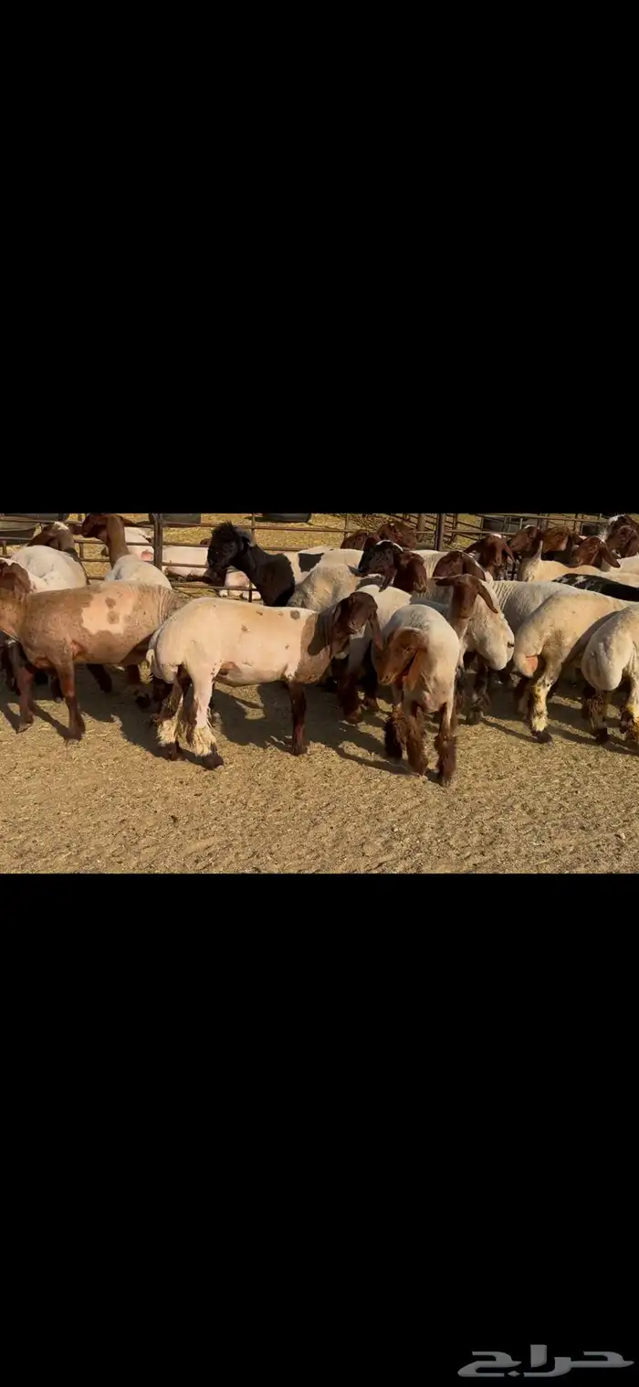 للبيع جذعات فاخره العدد 31 بالفحل 0