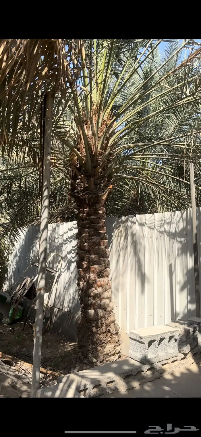 نخيل خلاص للبيع العدد 2 0