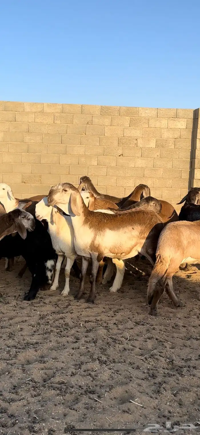 رخال درومانيه صنف فاخره 2