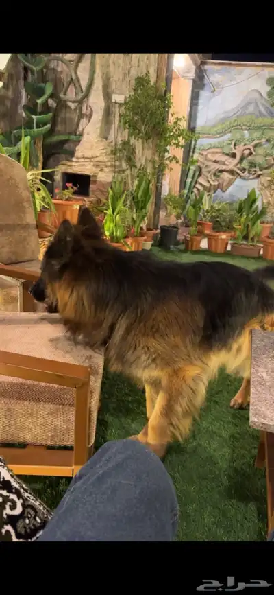 جيرمن شيبرد بلاك اند تان index