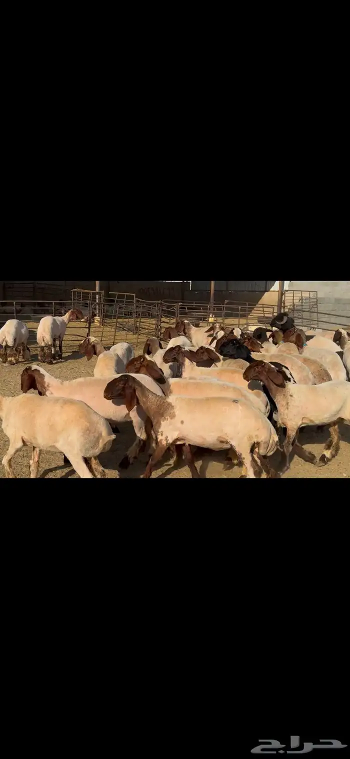 للبيع جذعات فاخره العدد 31 بالفحل 12