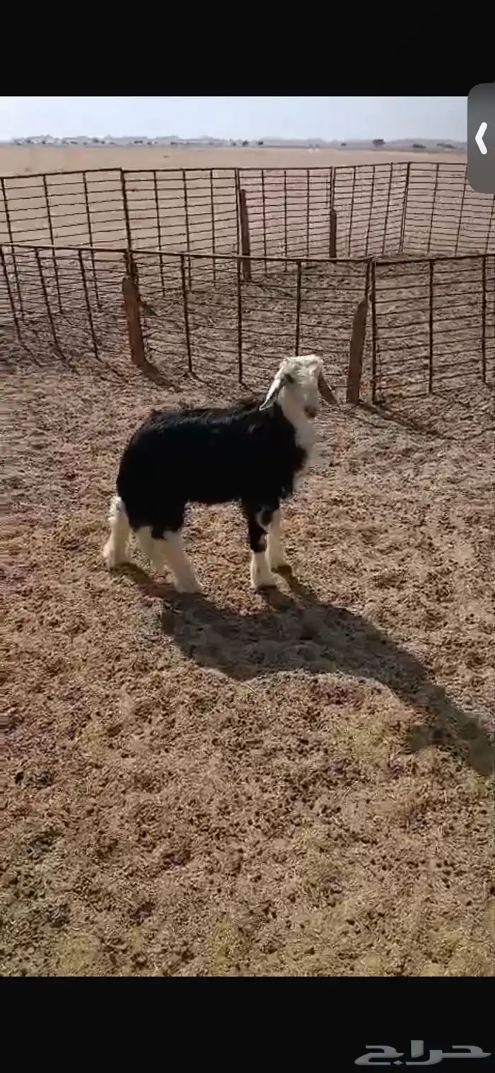 للبيع خروف ورخل السود عمار اربع اشهر ونص ورخلتين بيض عمار 6 1