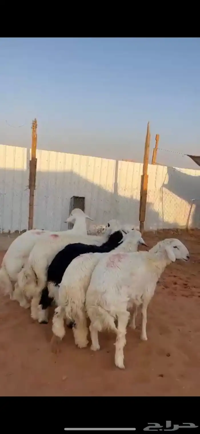 ذبايح طليان حرية 0