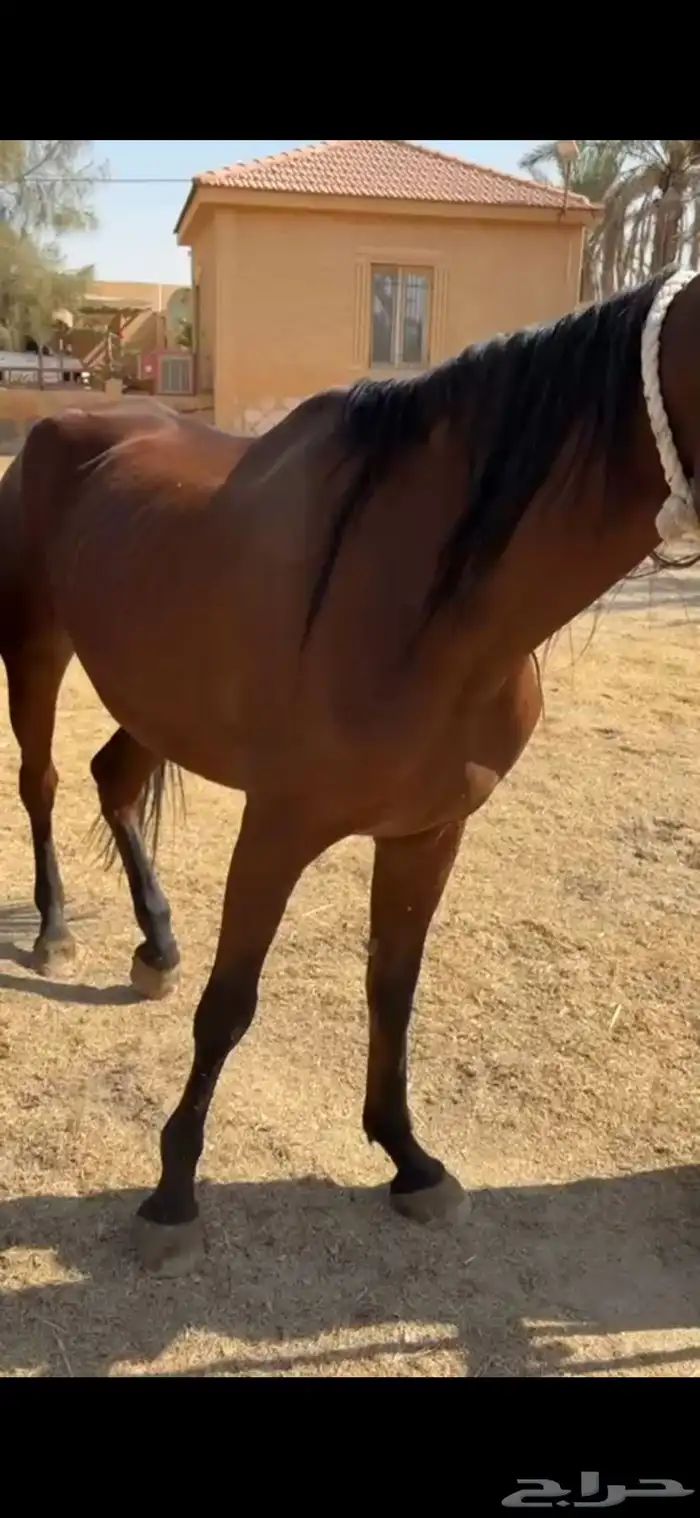 فرس شعبية مع مهرة 5