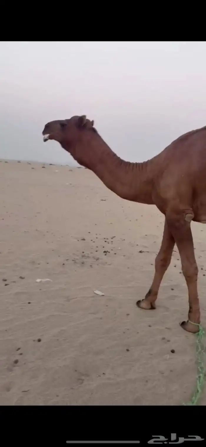 فحل ساحلي ثني 0