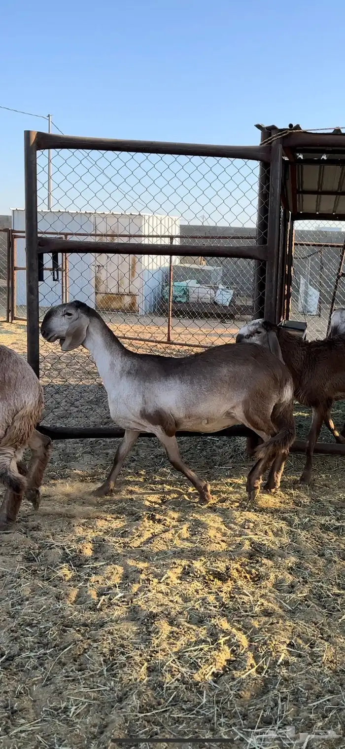 رخال درومانيه صنف فاخره 1