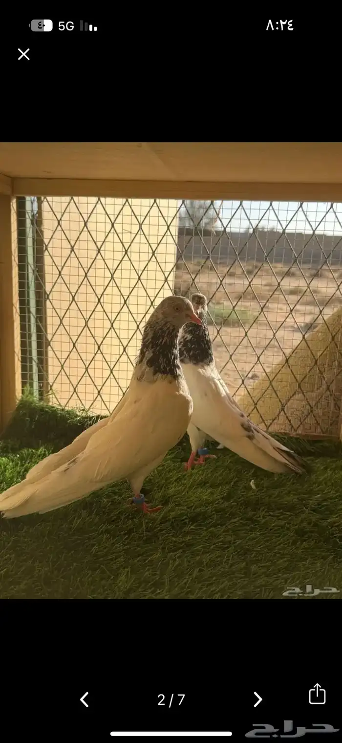 حمام باكستاني مستوى طيب 11