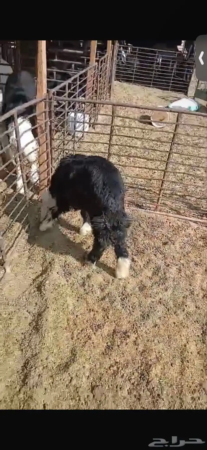 للبيع خروف ورخل السود عمار اربع اشهر ونص ورخلتين بيض عمار 6 4